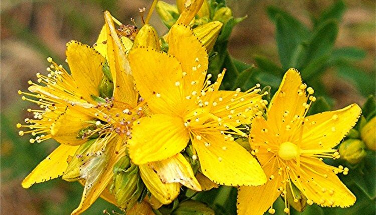 علف چای