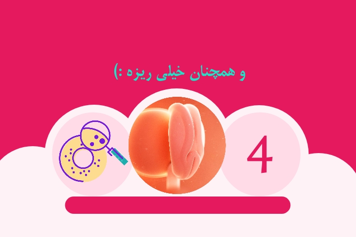 هفته چهارم بارداری