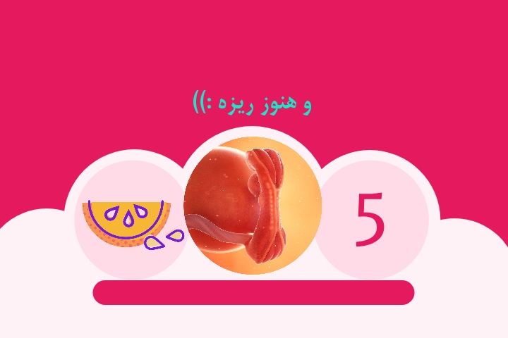 هفته پنجم بارداری