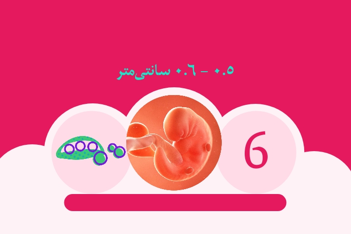 هفته ششم بارداری
