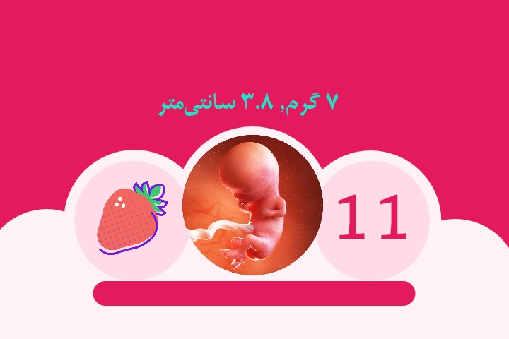هفته یازدهم بارداری