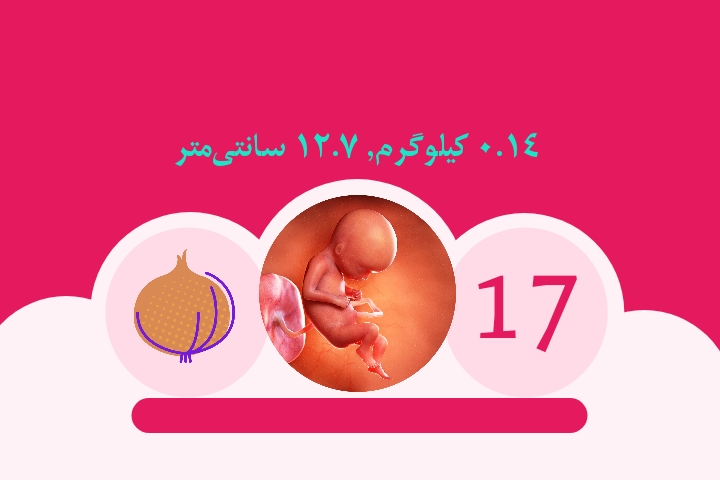 هفته هفدهم بارداری