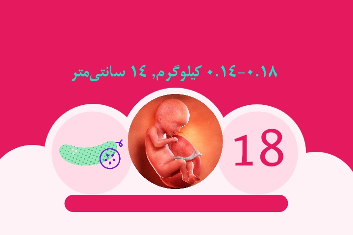 هفته هجدهم بارداری
